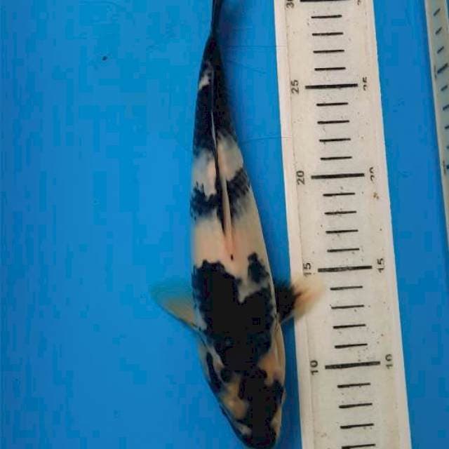Shiro 26cm