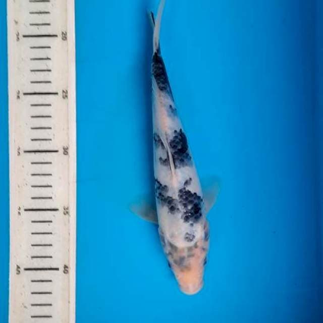 Shiro 24cm