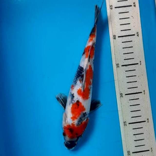 Showa 24cm 