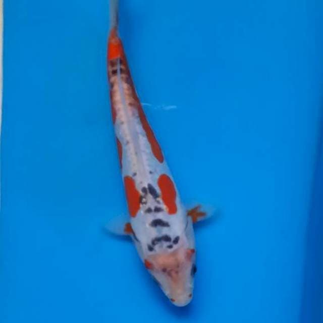 Shusui 20cm