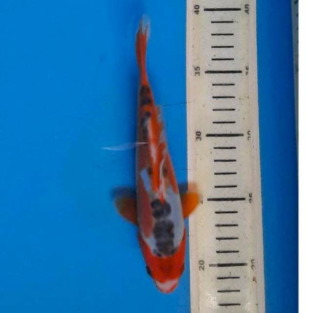 Hana Shusui 21cm