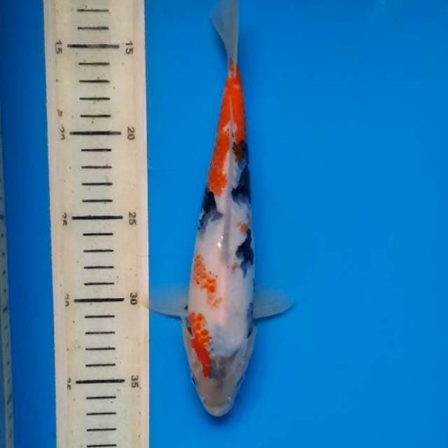 Showa 25cm