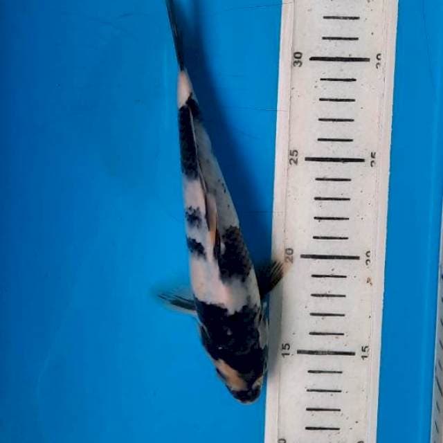 Shiro 20cm 