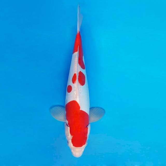 YORI 8 - Kohaku Doitsu Bakat Jumbo ®