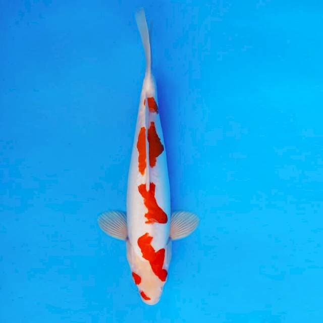 YORI 10 - Kohaku Doitsu ®