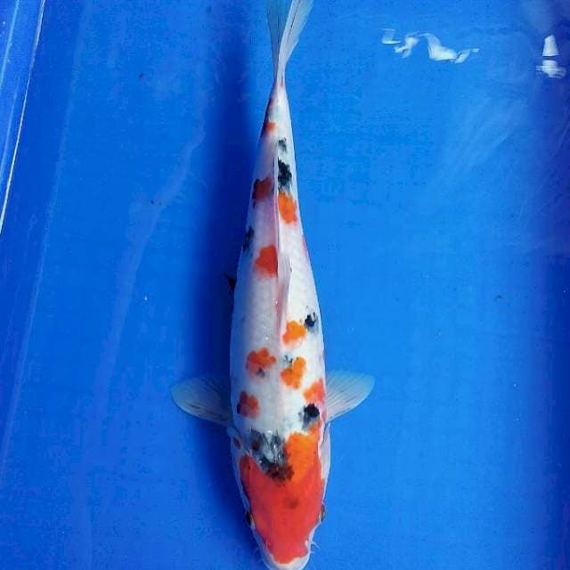 Sakura sanke 35cm
