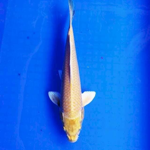 Yamabuki ogon 29cm