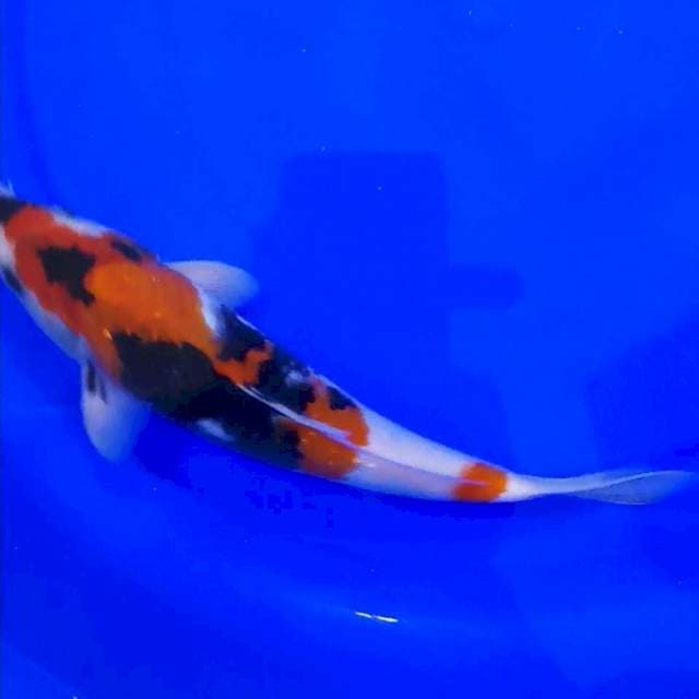 SHOWA 26CM