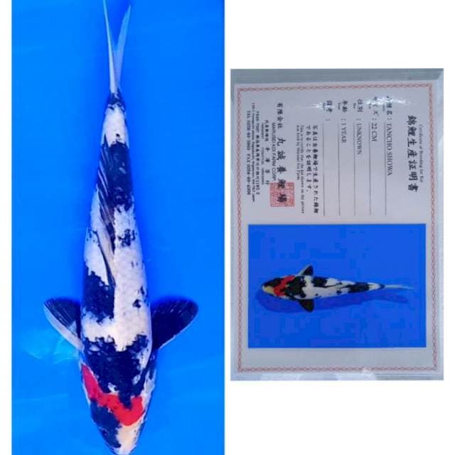 Tancho Showa Import Serti Marusei