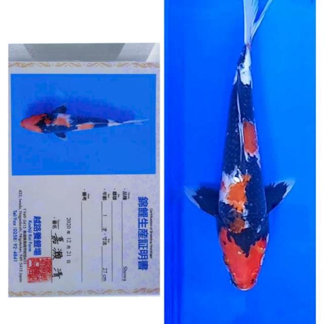 Showa Import Serti Koshiji