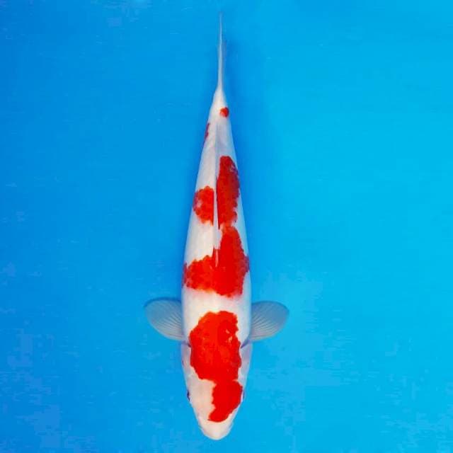 YORI 16 - Kohaku ®