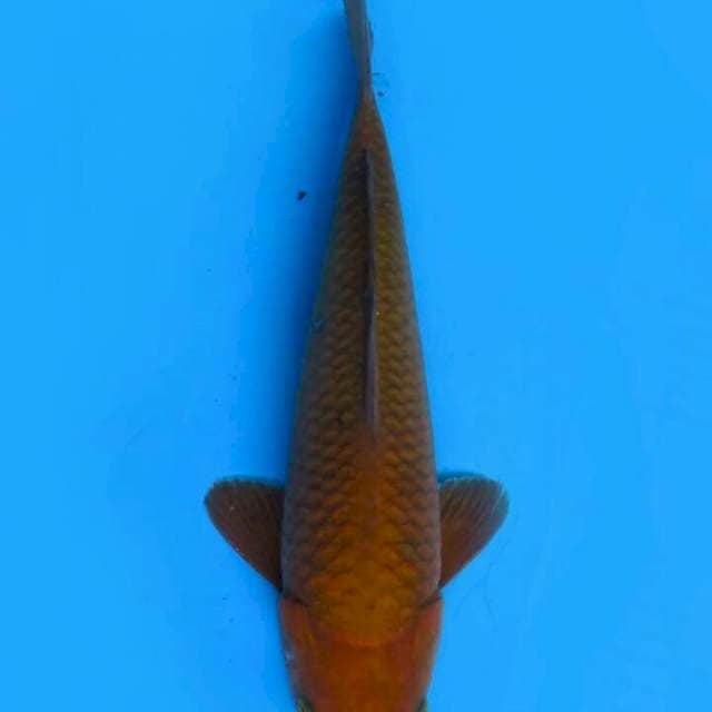 Chagoi 33 cm