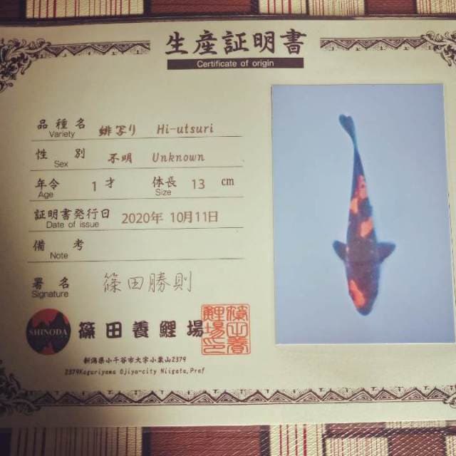 Hi Utsuri Shinoda 15 cm import