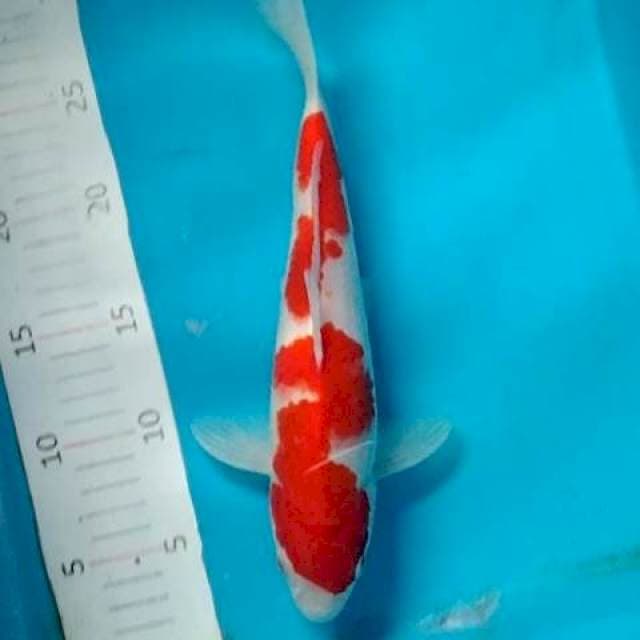 #2 Inacho Kohaku
