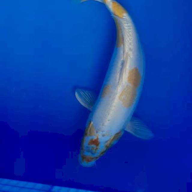 Hariwake 