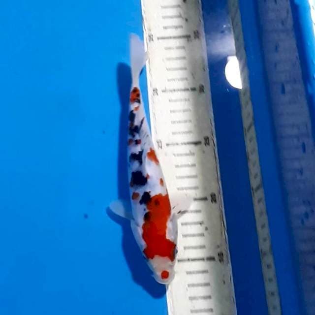SANKE 20 CM