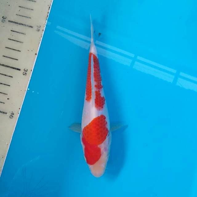 Kohaku 17