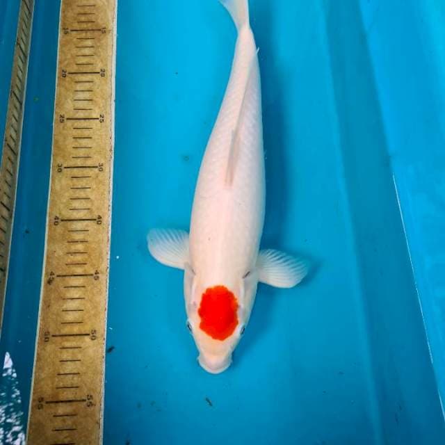 T. Kohaku ori. 40 bu ππ
