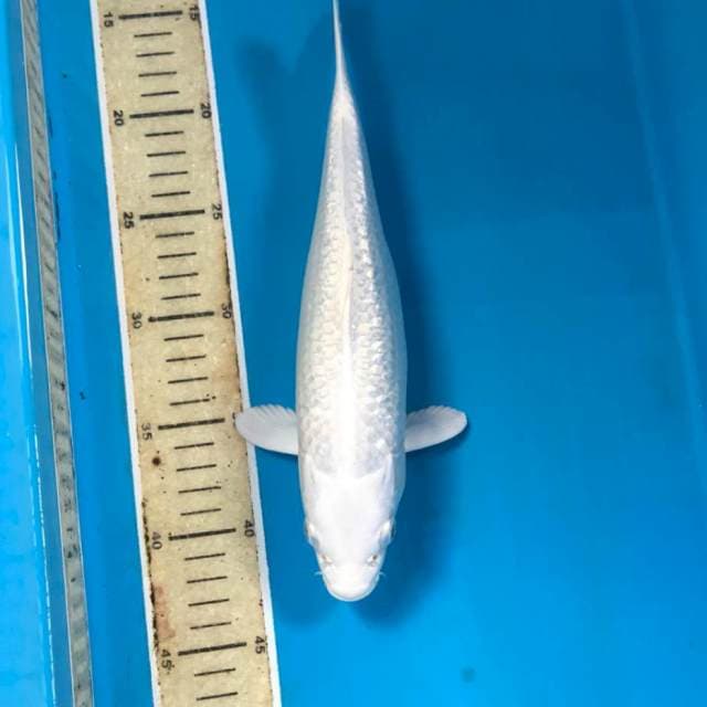 Platinum Ginrin, 29 cm
