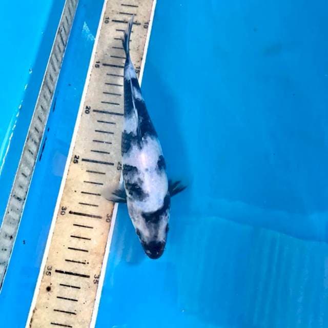 Shiro, 21 cm