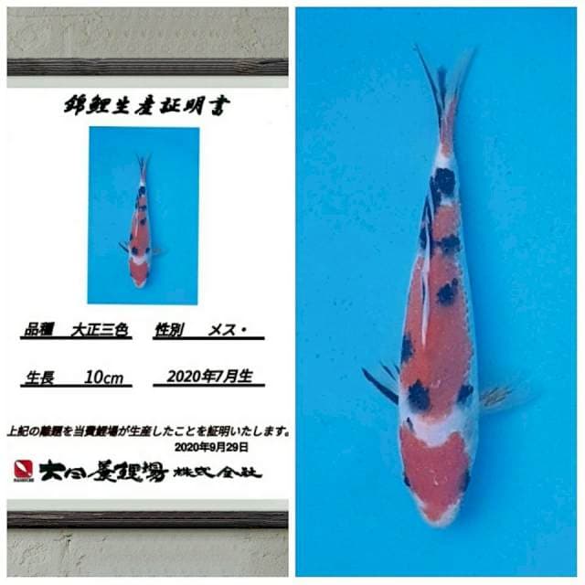 No.5 (sanke bulky dainichi) 20bu