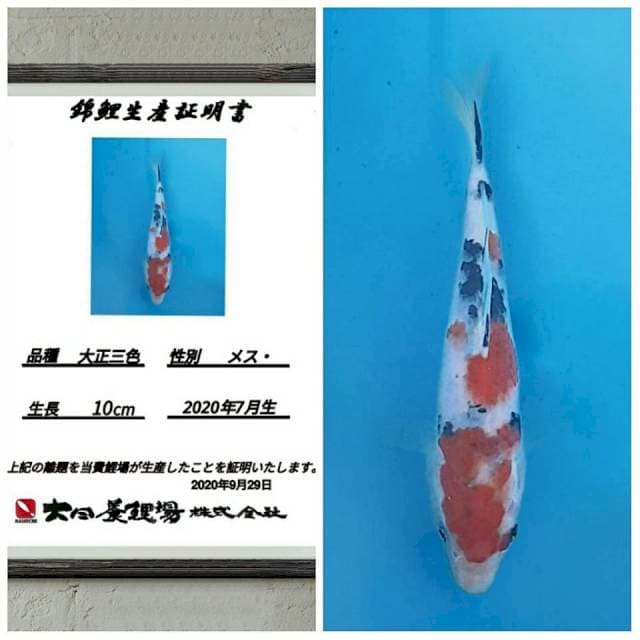 No.6 (sanke tate dainichi )