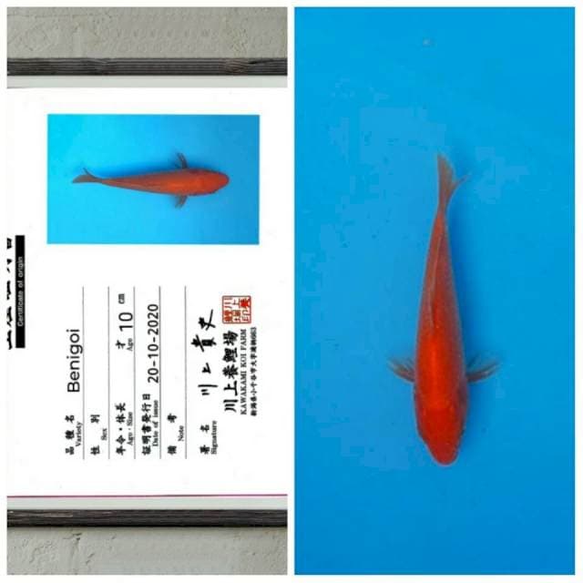 No.11 (benigoi kawakami) 15cm