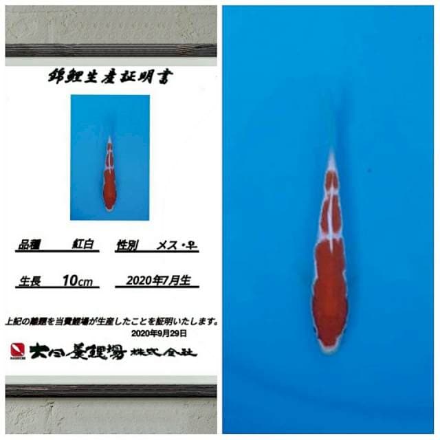 No.13 (kohaku 3step import )15bu