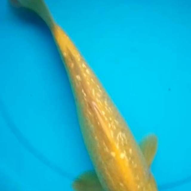 KARASHI GINRIN JANTAN 31 Cm