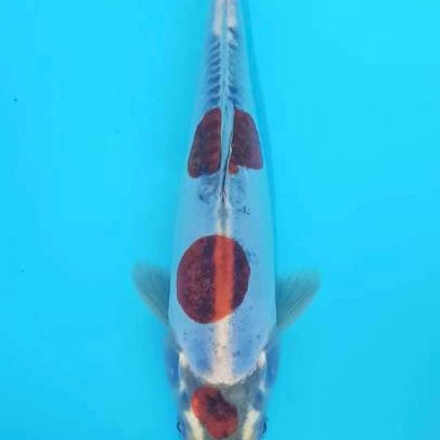 Maruten kikokuryu 21+cm