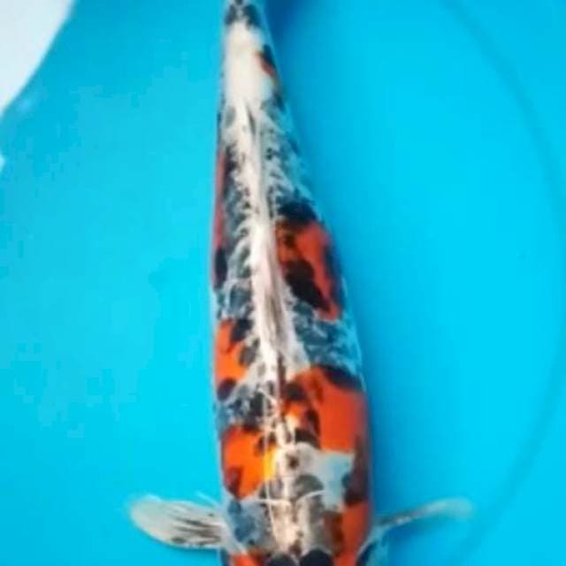 KIKOKURYU 36 Cm