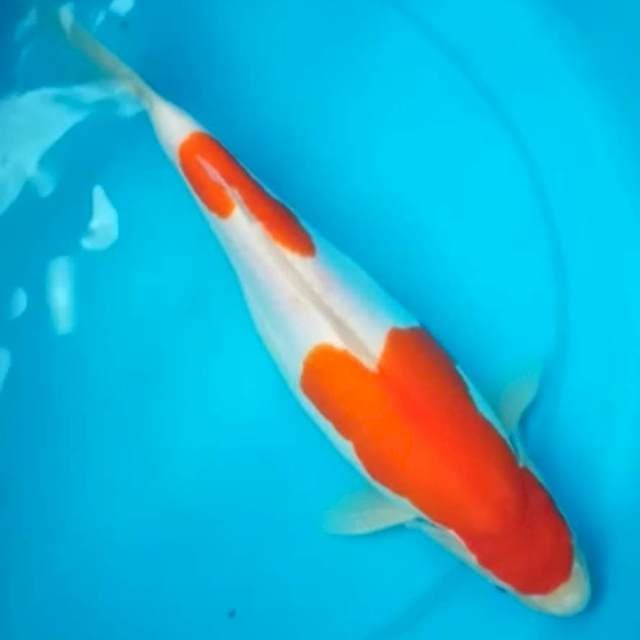 KOHAKU DOITSU MURNI PUNUK 31 Cm