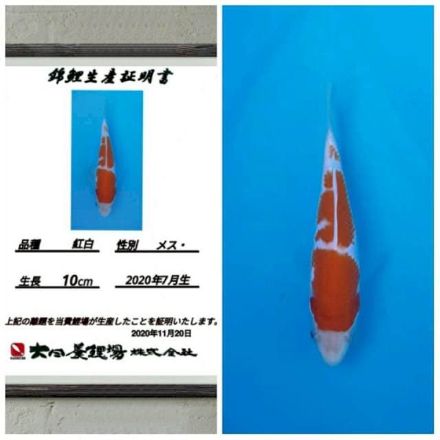 No.15 (super kohaku import calon gc)15bu