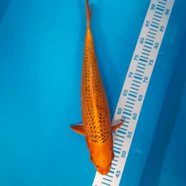 Kin Matsuba 43cm