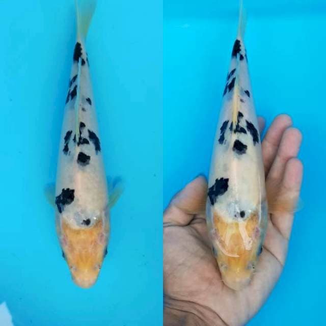 Bekko dalmation 25cm