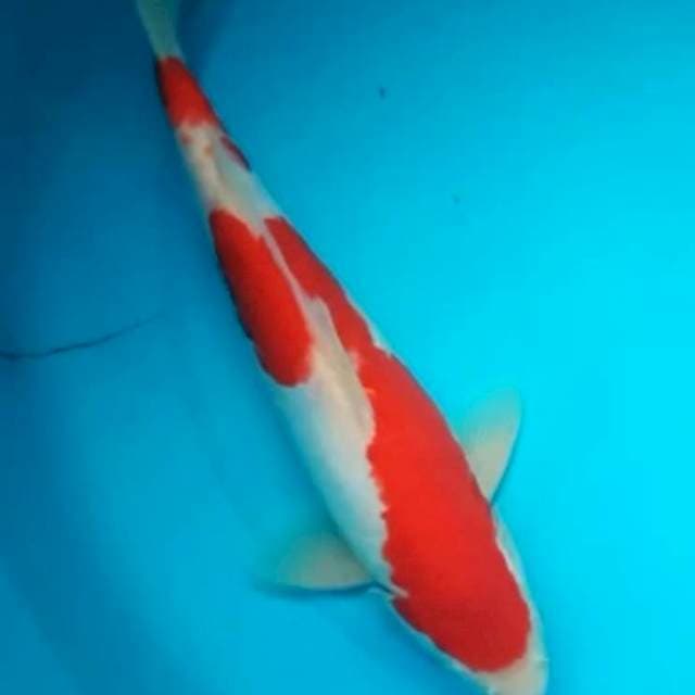 KOHAKU DOITSU ARAGOKE 29 Cm, JANTAN