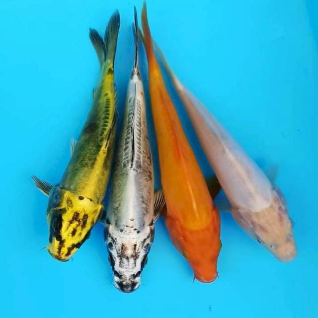 Four monocolour squad 17-18cm