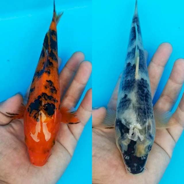 Duet maut aka bekko X shiro matsukawa 21-22cm