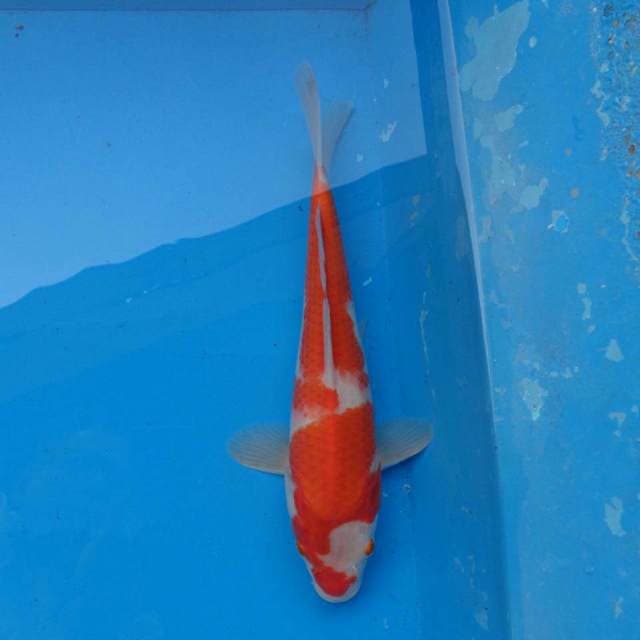 Kohaku F1