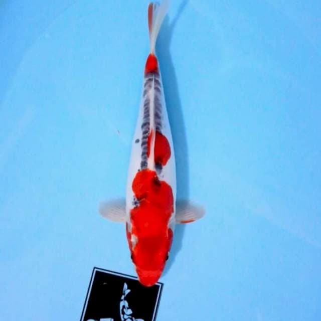 doisu kujaku 27 cm male