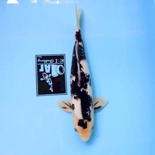 shiro masa kini 31 cm male