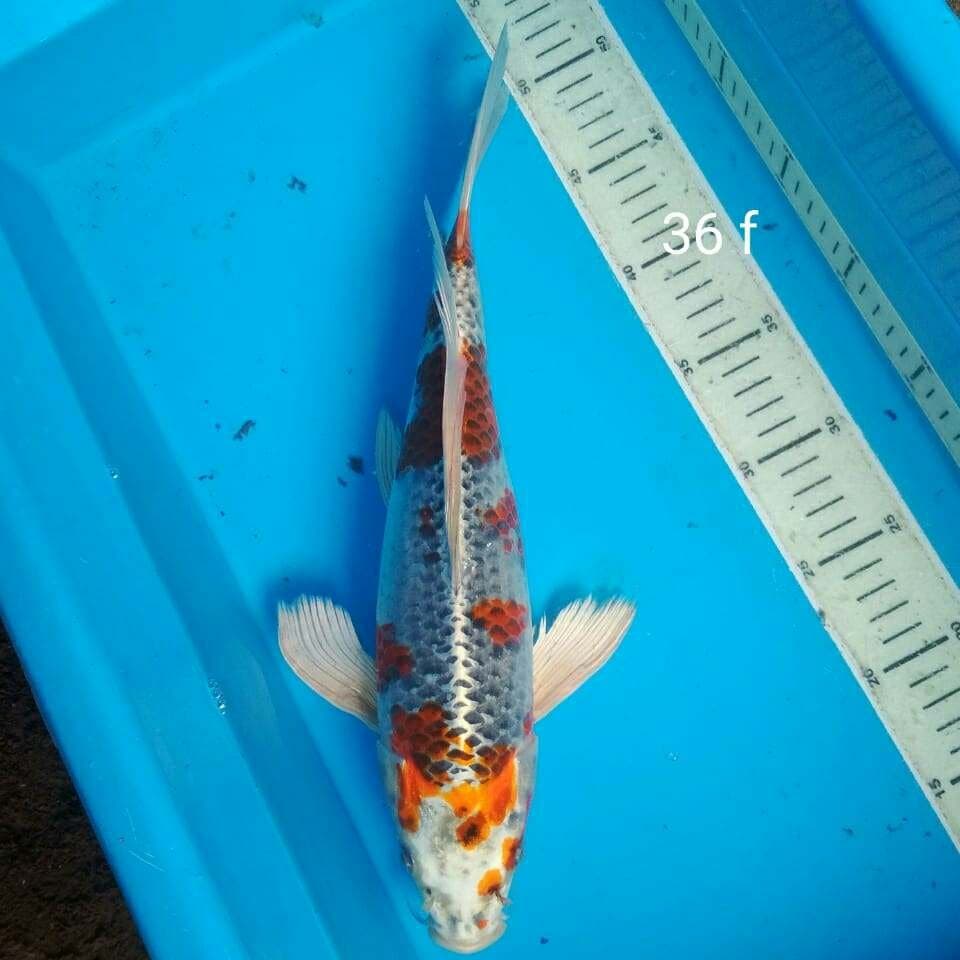 Kumpay Quality bakat jumbo