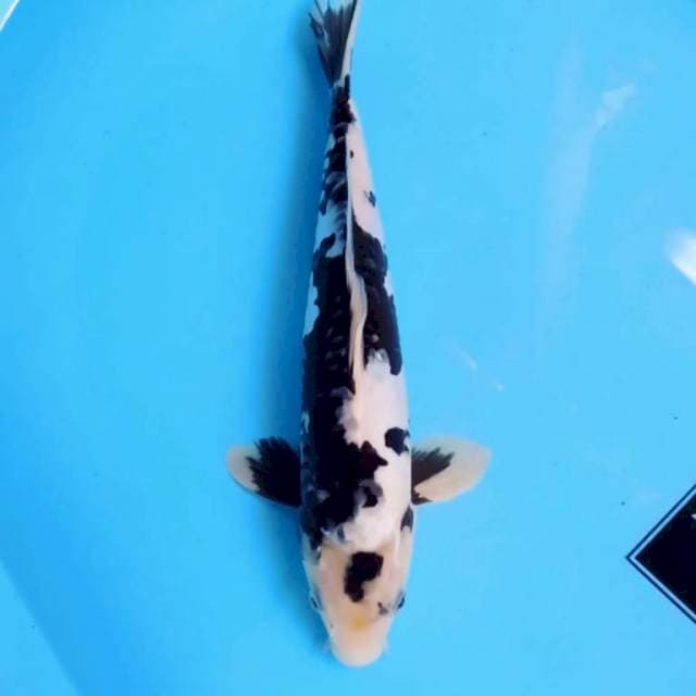 SHIRO UNIQ 32 CM MALE