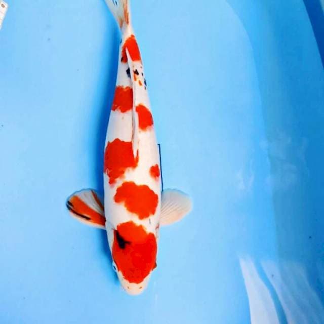 JUMBO⭐SAKURA SANKE JANTAN