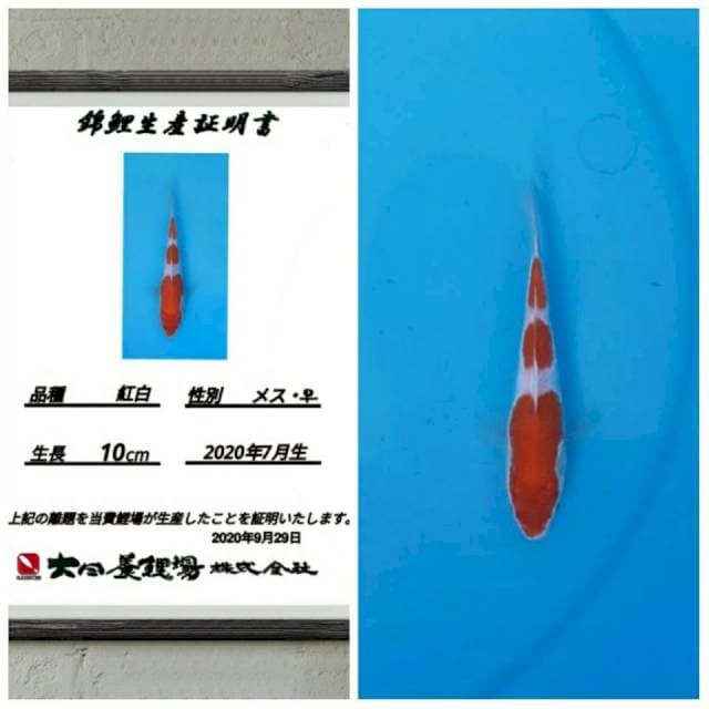 No.20 (kohaku 3step dainichi)15bu 
