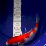 Kohaku 34 cn