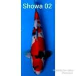 Showa 38vcm