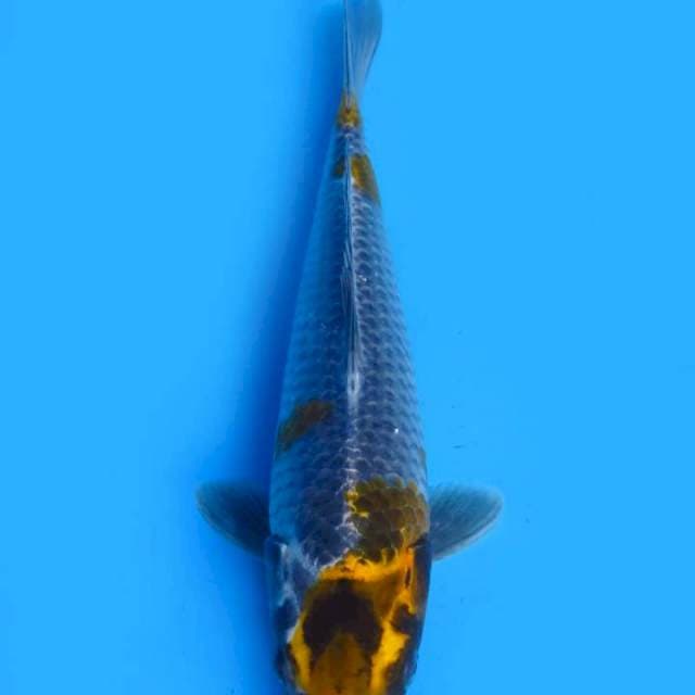 Kawarimono 29 cm ml