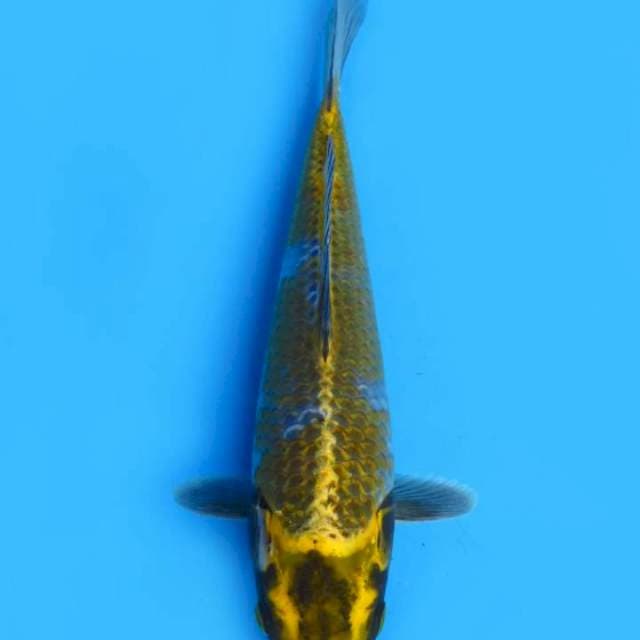 Kawarimono 30cm fml
