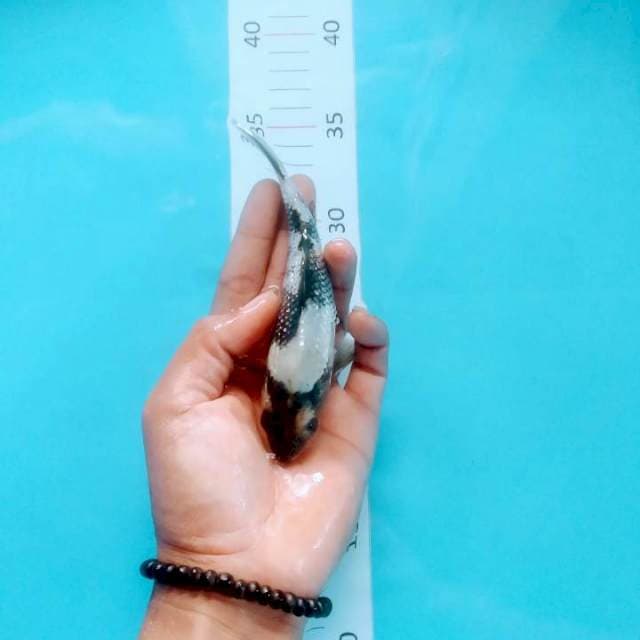 shiro ginrin 15cm